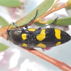 Castiarina inconspicua at Uriarra Village, ACT - 4 Nov 2024 08:57 PM