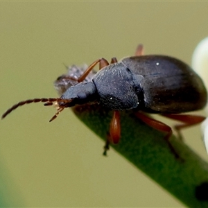 Lepturidea sp. (genus) at Mongarlowe, NSW - suppressed