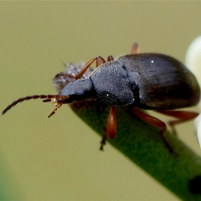 Lepturidea sp. (genus) (Comb-clawed beetle) at Mongarlowe, NSW - 4 Nov 2024 by LisaH