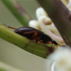 Lepturidea sp. (genus) at suppressed - 4 Nov 2024