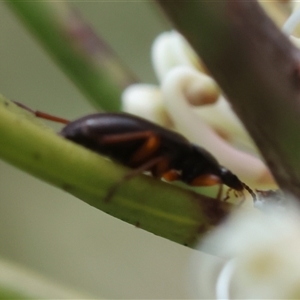 Lepturidea sp. (genus) at Mongarlowe, NSW - suppressed