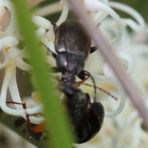 Lepturidea sp. (genus) at Mongarlowe, NSW - suppressed