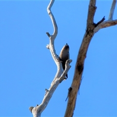 Artamus cyanopterus (Dusky Woodswallow) at Capertee, NSW - 6 Oct 2024 by MandyandScott