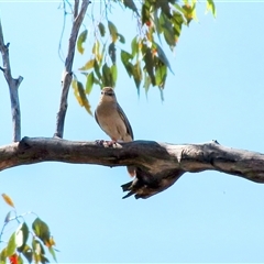 Cincloramphus mathewsi (Rufous Songlark) at Capertee, NSW - 6 Oct 2024 by ScottandMandy