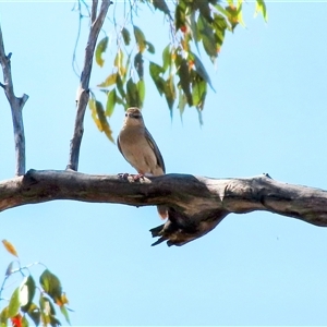 Cincloramphus mathewsi (Rufous Songlark) at Capertee, NSW by ScottandMandy