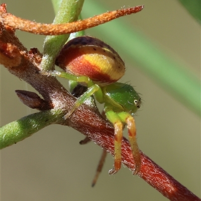 Thomisidae (family) (Unidentified Crab spider or Flower spider) at Mongarlowe, NSW - 4 Nov 2024 by LisaH