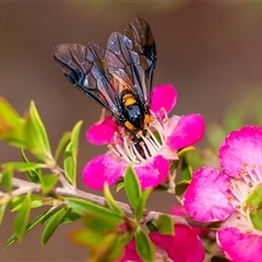 Lophyrotoma interrupta (Cattle Poisoning Sawfly) at Penrose, NSW - 3 Nov 2024 by Aussiegall