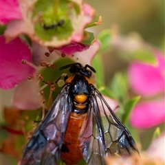 Lophyrotoma interrupta at Penrose, NSW - suppressed