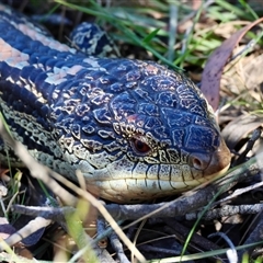 Tiliqua nigrolutea (Blotched Blue-tongue) at Northangera, NSW - 4 Nov 2024 by LisaH