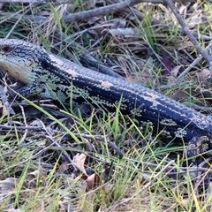 Tiliqua nigrolutea at Northangera, NSW - suppressed