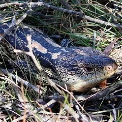 Tiliqua nigrolutea at Northangera, NSW - 4 Nov 2024