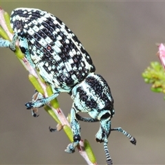 Chrysolopus spectabilis (Botany Bay Weevil) at Tharwa, ACT - 4 Nov 2024 by Harrisi