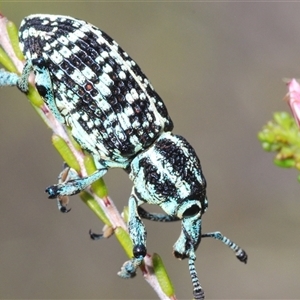 Chrysolopus spectabilis at Tharwa, ACT - 4 Nov 2024