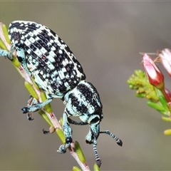 Chrysolopus spectabilis at Tharwa, ACT - 4 Nov 2024