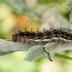 Vanessa kershawi (Australian Painted Lady) at Penrose, NSW - 3 Nov 2024 by Aussiegall