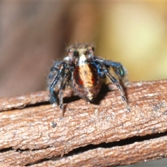 Maratus watagansi (Rainforest Peacock Spider) at Acton, ACT - 3 Nov 2024 by Harrisi