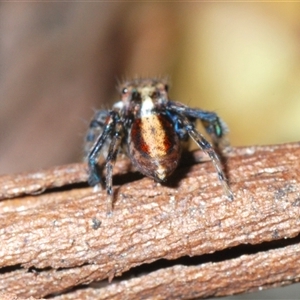 Maratus watagansi at Acton, ACT - 3 Nov 2024 03:28 PM