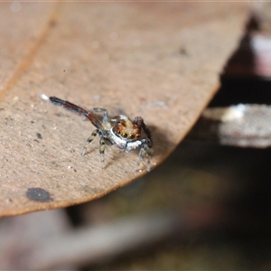 Maratus watagansi at Acton, ACT - 3 Nov 2024 03:28 PM