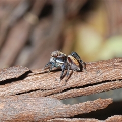 Maratus watagansi at Acton, ACT - 3 Nov 2024 03:28 PM