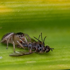 Maratus scutulatus at Penrose, NSW - 3 Nov 2024