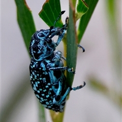 Chrysolopus spectabilis (Botany Bay Weevil) at Moruya, NSW - 4 Nov 2024 by LisaH