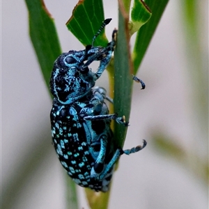 Chrysolopus spectabilis at Moruya, NSW - 4 Nov 2024