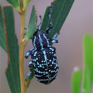 Chrysolopus spectabilis at Moruya, NSW - suppressed