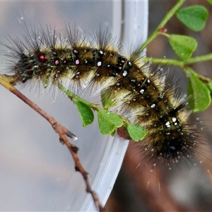 Anthela acuta at Moruya, NSW by LisaH