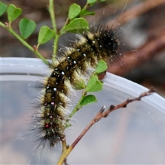 Anthela acuta at Moruya, NSW - suppressed