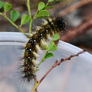 Anthela acuta at Moruya, NSW - suppressed