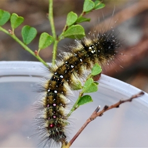 Anthela acuta at Moruya, NSW - suppressed