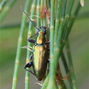 Lepturidea viridis at Moruya, NSW - suppressed