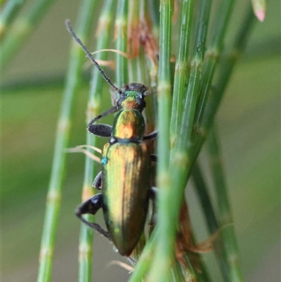 Lepturidea viridis (Green comb-clawed beetle) at Moruya, NSW - 4 Nov 2024 by LisaH