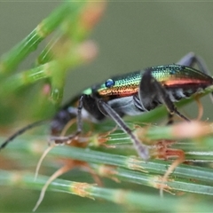 Lepturidea viridis at Moruya, NSW - suppressed