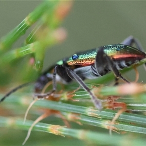 Lepturidea viridis at Moruya, NSW - suppressed