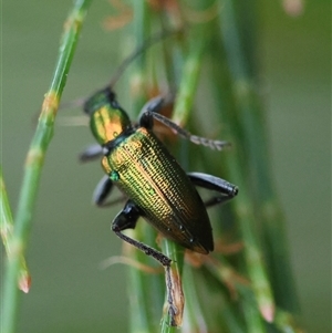 Lepturidea viridis at Moruya, NSW - suppressed