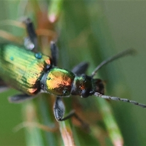 Lepturidea viridis at Moruya, NSW - suppressed