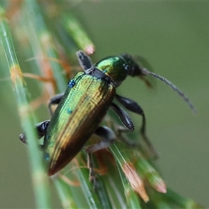 Lepturidea viridis at Moruya, NSW - suppressed