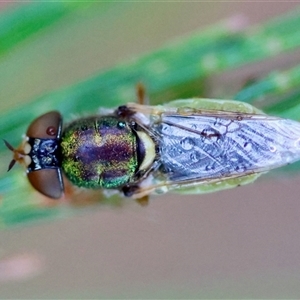 Odontomyia sp. (genus) at Moruya, NSW - suppressed