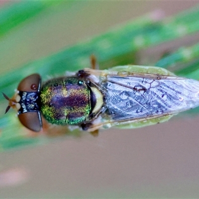 Odontomyia sp. (genus) (A soldier fly) at Moruya, NSW - 4 Nov 2024 by LisaH