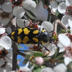 Castiarina octospilota (A Jewel Beetle) at Acton, ACT - 3 Nov 2024 by Harrisi