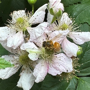 Rubus anglocandicans at Pialligo, ACT - 3 Nov 2024