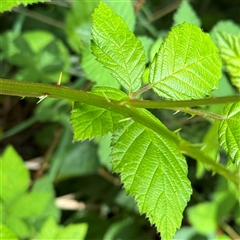 Rubus anglocandicans at Pialligo, ACT - 3 Nov 2024