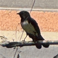 Rhipidura leucophrys (Willie Wagtail) at Pialligo, ACT - 3 Nov 2024 by Hejor1