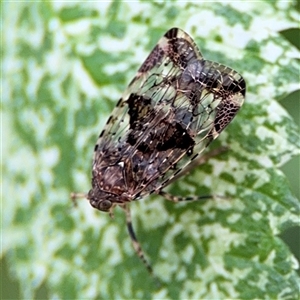 Dipsiathus obscurifrons at Pialligo, ACT - 3 Nov 2024