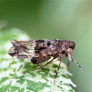 Dipsiathus obscurifrons at Pialligo, ACT - 3 Nov 2024 02:34 PM