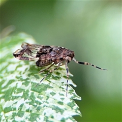 Dipsiathus obscurifrons at Pialligo, ACT - 3 Nov 2024