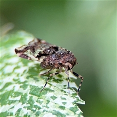 Dipsiathus obscurifrons at Pialligo, ACT - 3 Nov 2024 02:34 PM