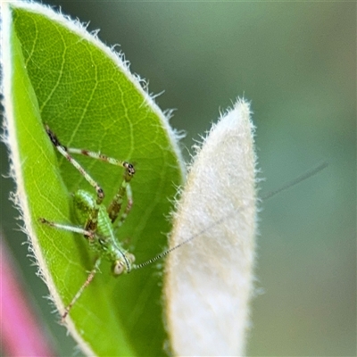 Caedicia sp. (genus) (Katydid) at Pialligo, ACT - 3 Nov 2024 by Hejor1