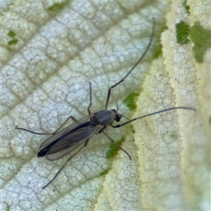 Chironomidae (family) at Pialligo, ACT - 3 Nov 2024